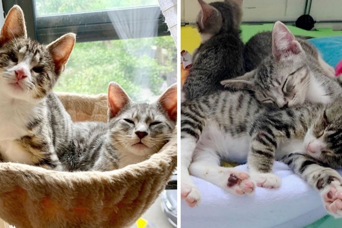 Blind Kitten Follows His Seeing Eye Brother Everywhere - They Find Perfect Family Together
