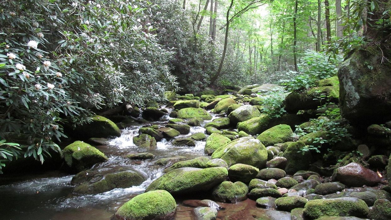 Young girl sends sweet apology letter after taking rock home from the Smoky Mountains