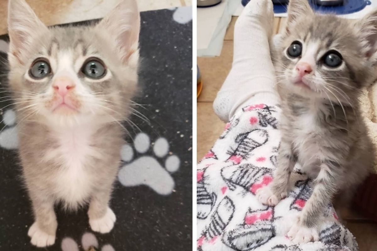 Kitten Insists on Sitting on Every Lap He Sees After Being Rescued from the Streets