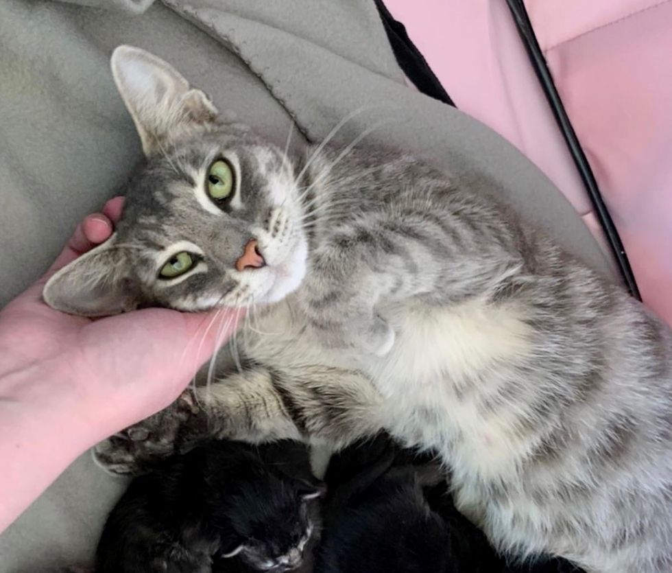 Stray Cat Found Help Just In Time for Her 8 Kittens She Can’t Stop