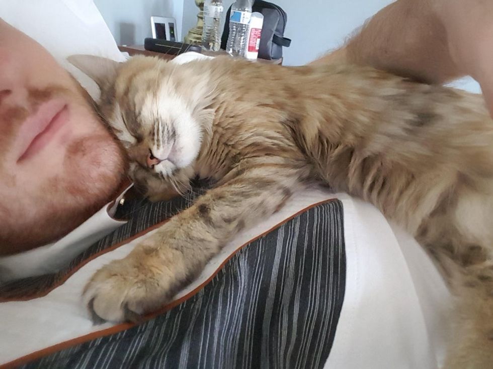 Man Gave Kitten A Home Now He Wakes Up To A Kitty Cuddling Up To Him Every Day Love Meow