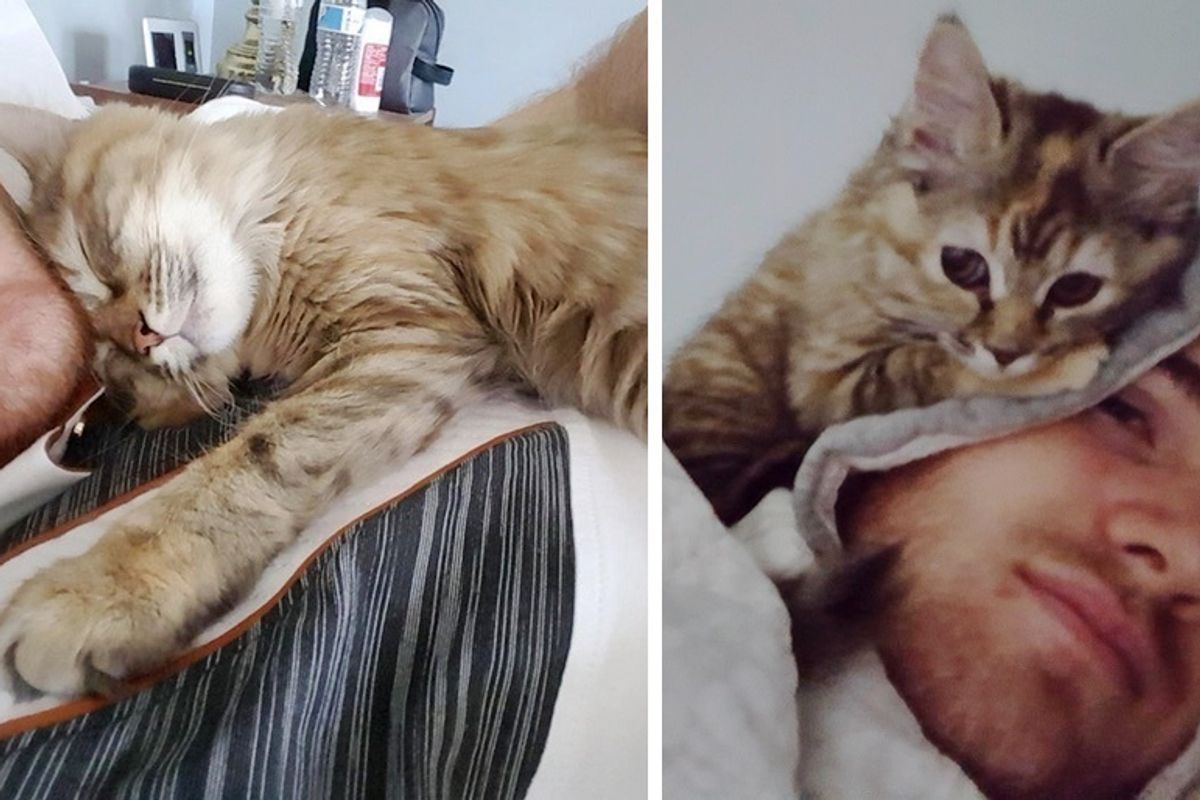 Man Gave Kitten a Home — Now He Wakes Up to a Kitty Cuddling Up to Him Every Day