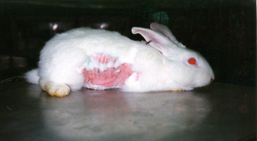 Most Of Your Favorite Makeup Brands Are NOT Cruelty-Free Most Of Your Favorite Makeup Brands Are NOT Cruelty-Free