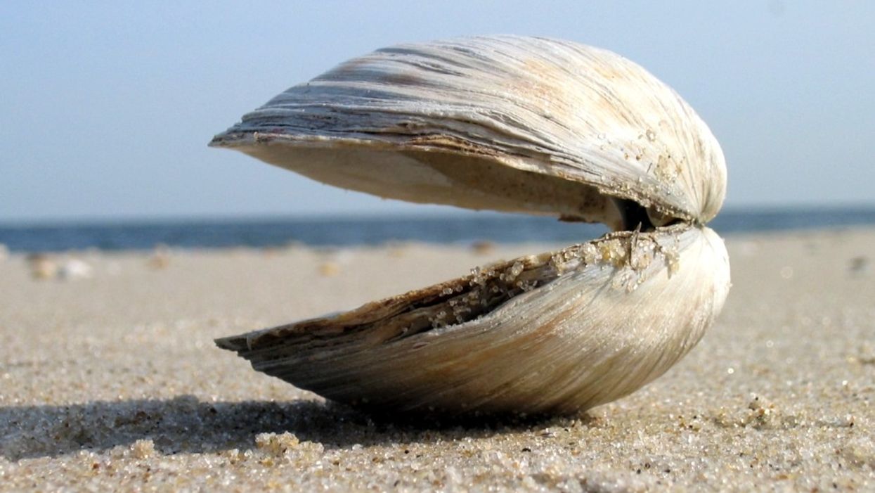 How happy are clams anyway? Here's the meaning behind the popular phrase