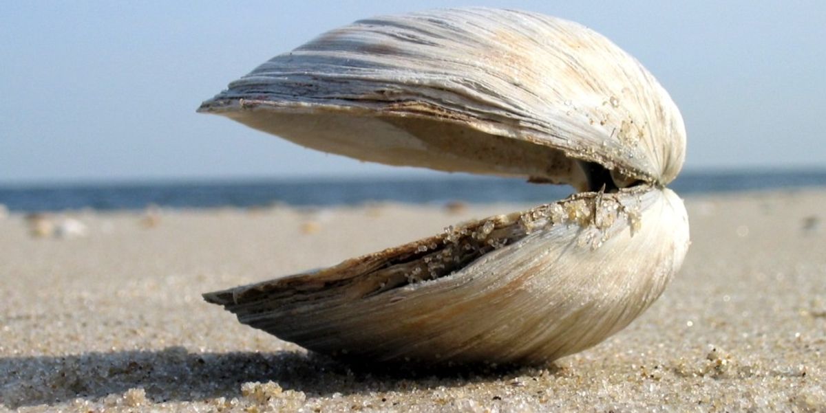 How happy are clams anyway? Here's the meaning behind the popular