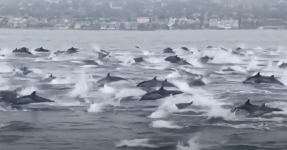 A massive ‘stampede’ of dolphins spotted off California coast.