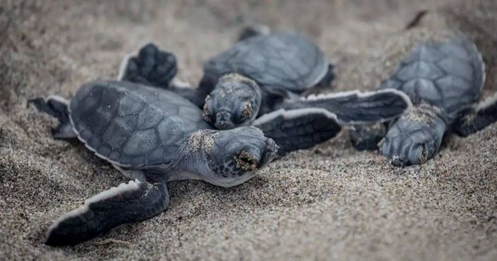 Endangered sea turtles are laying eggs at record pace along Georgia coast.