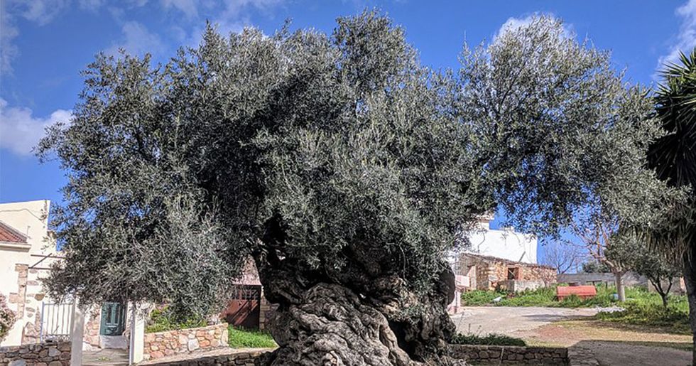 Historic 3,000-year-old olive tree still producing olives to this day