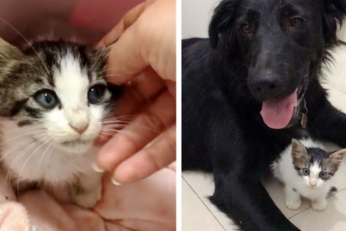 Woman Went to Walk Her Dogs but Came Home with a Kitten Who Needed Help