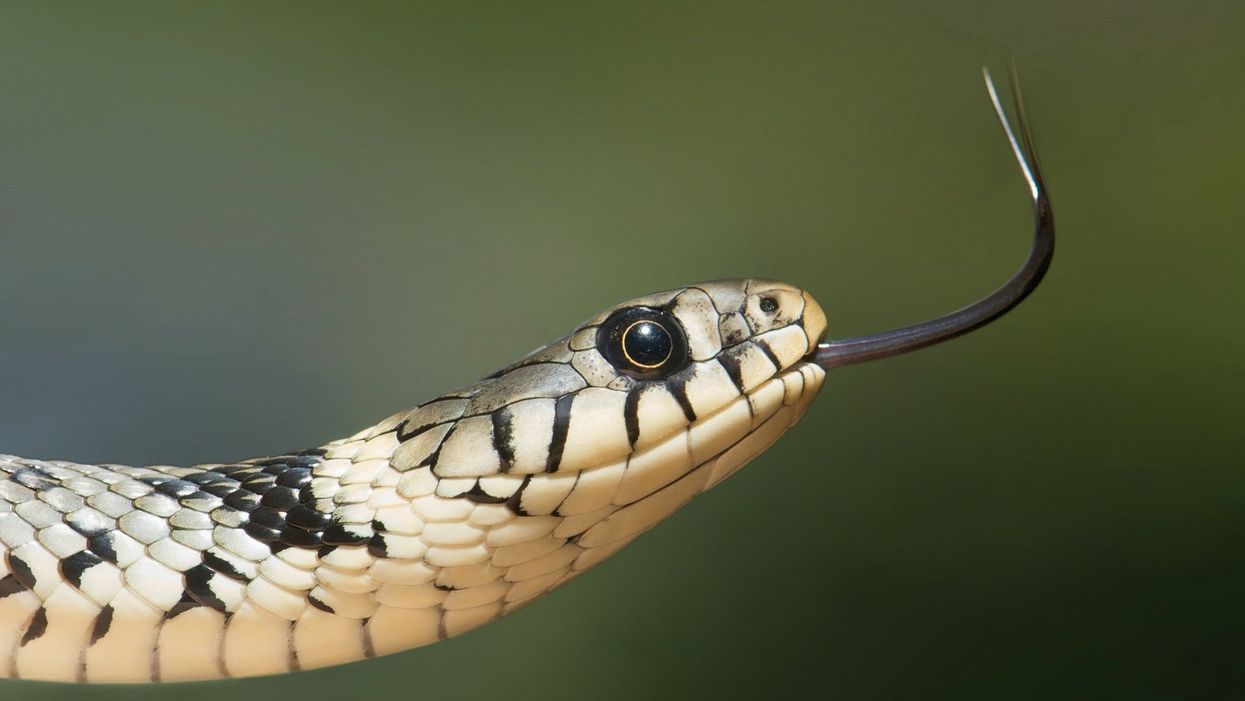 We found our new worst nightmare: snakes inside a gas pump's touch screen