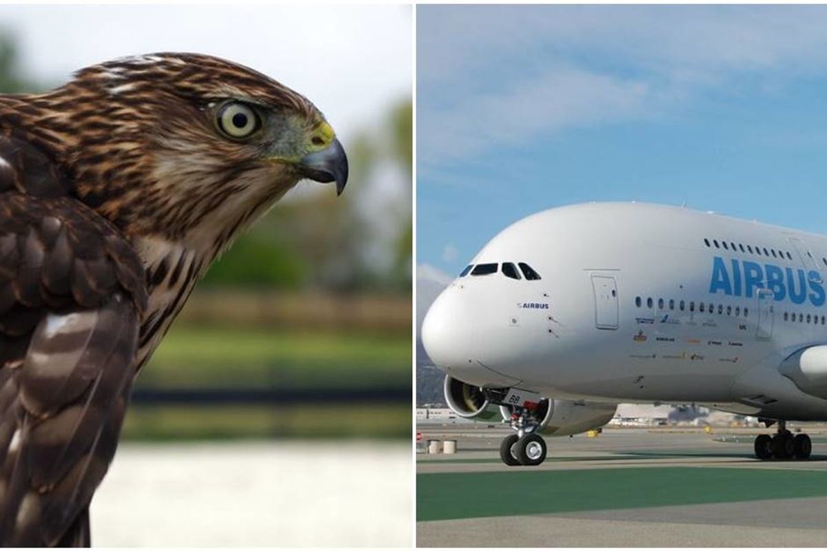 Airbus inspires future engineers with its awe-inspiring ‘Bird of Prey’ concept plane