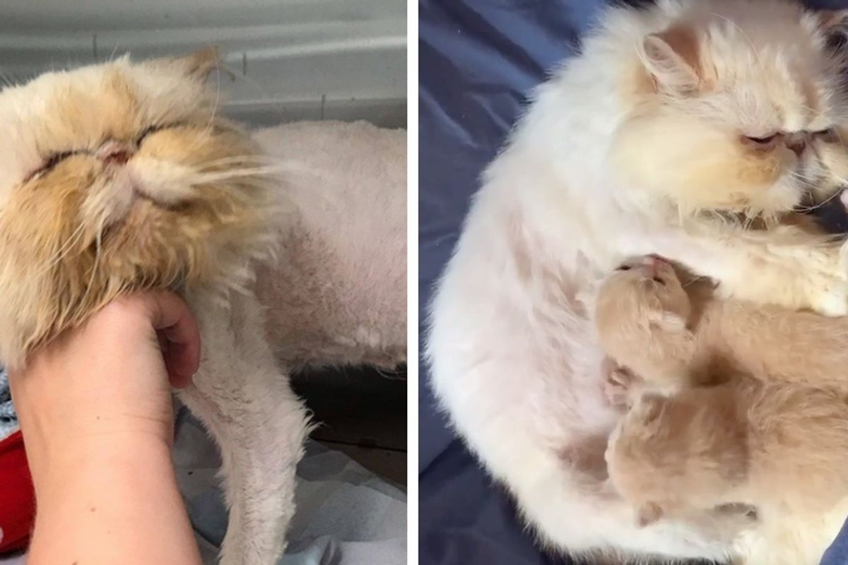 Cat is So Happy When Someone Finally Rescued Her from the Streets, Saving Her Kittens too