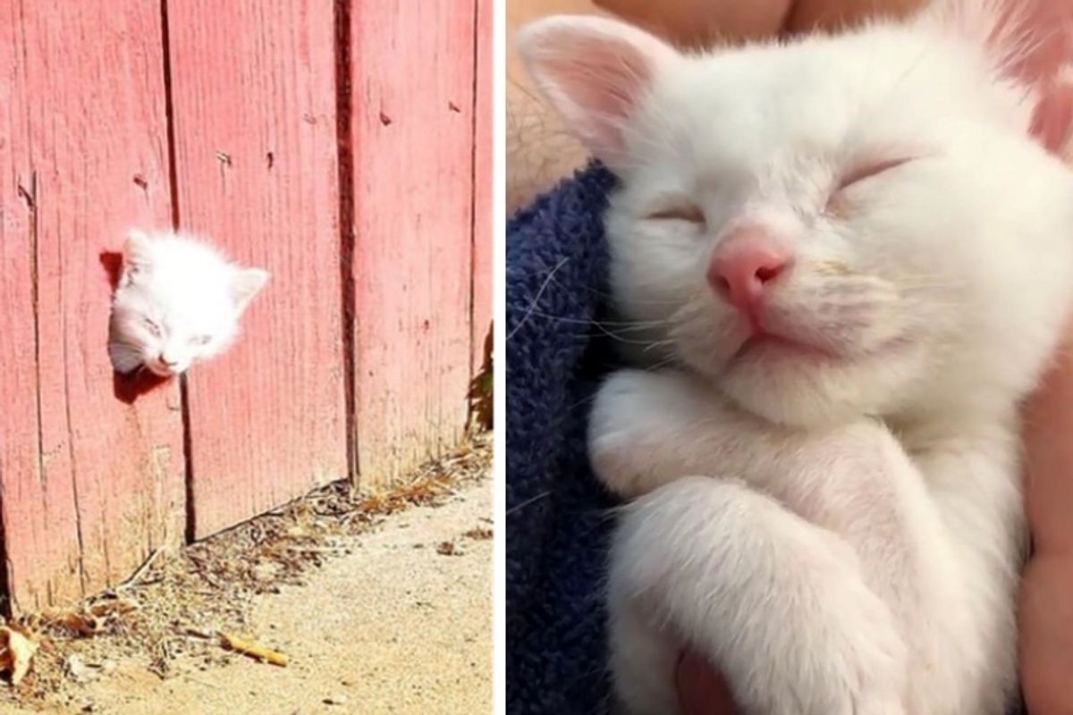 Rescuers Found Kitten Through a Fence and the Kitty Was Not Alone