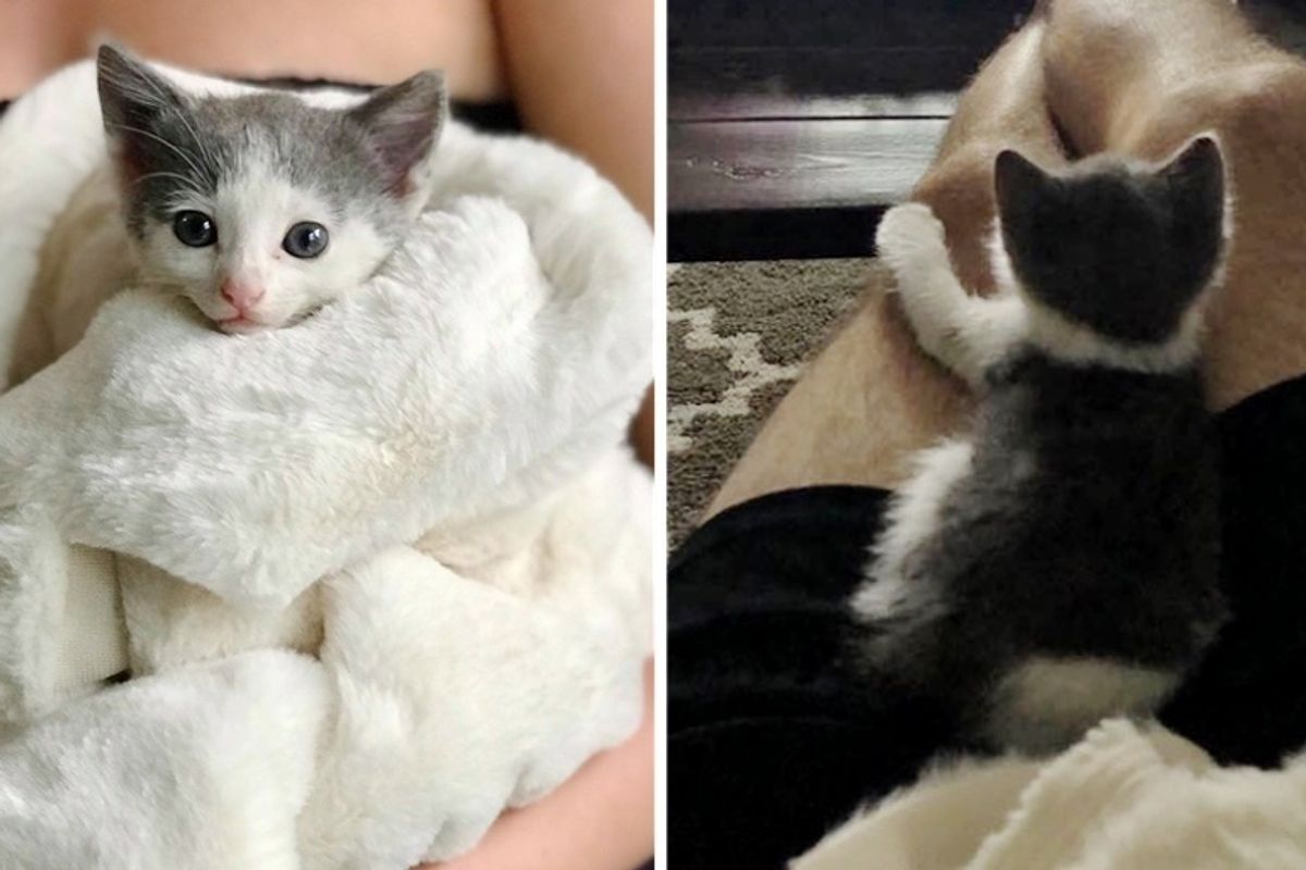 Family Rescued Kitten from Parking Lot Just in Time and Found Another Kitty to Be Her Friend