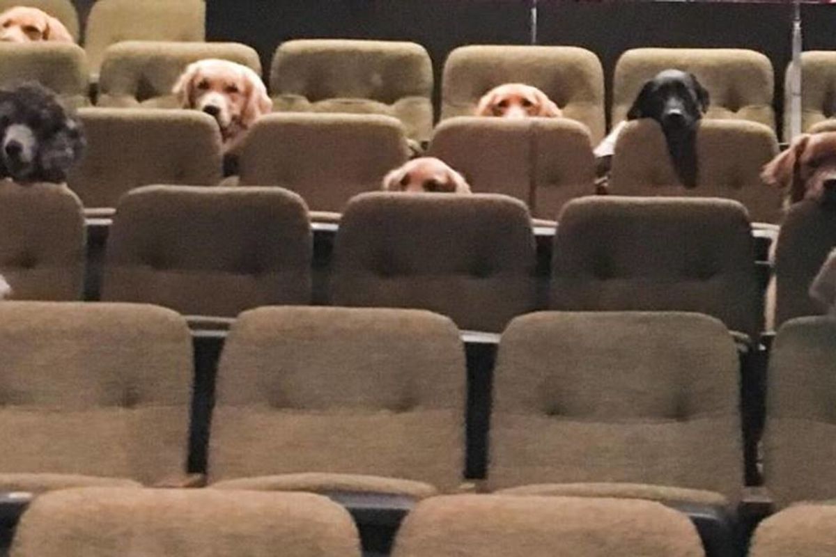 Service dogs enjoy a performance of ‘Billy Elliot’ to learn how to behave in a theater