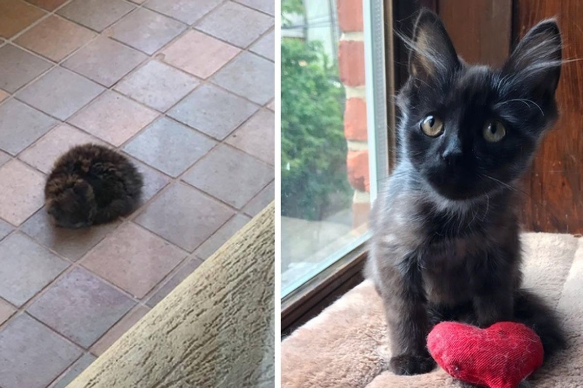 Kitten Who Was Found Sleeping Outside Alone, is So Happy Now That He is Loved