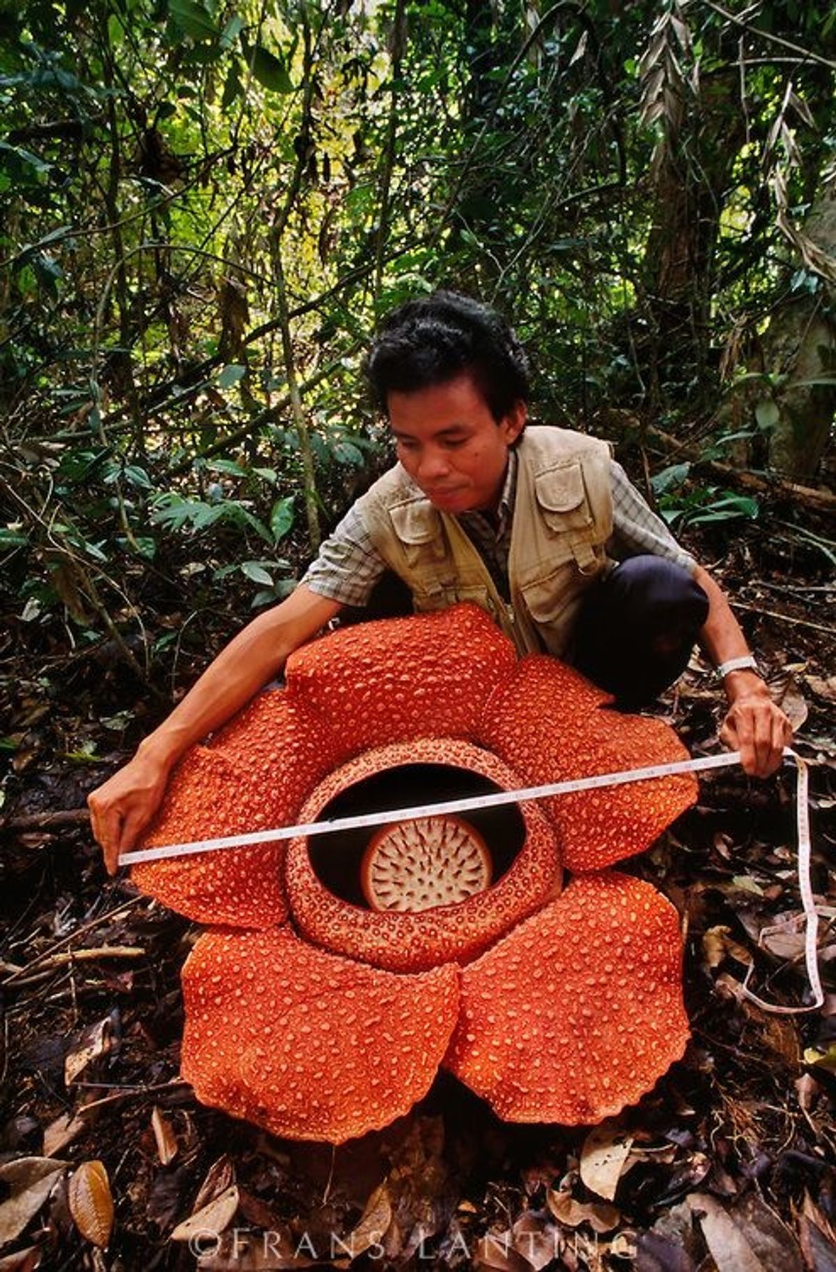 The Rafflsia Flower The Journiest