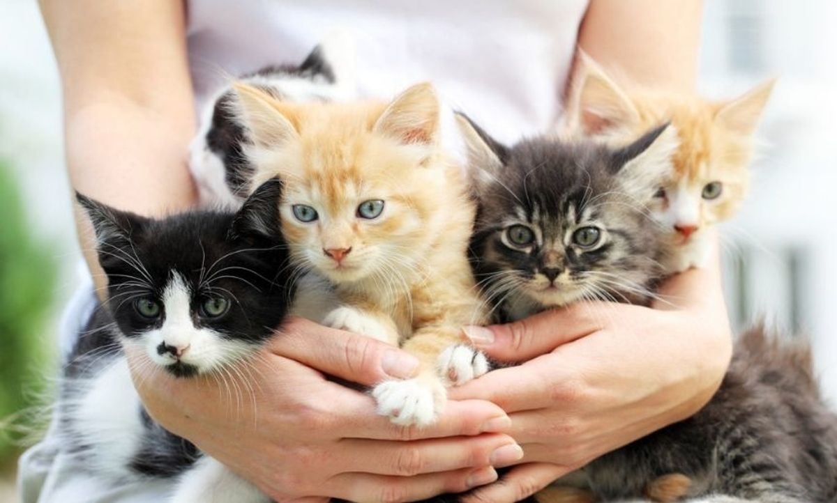 New Study Sheds Light On That 'Crazy Cat Lady' Stereotype