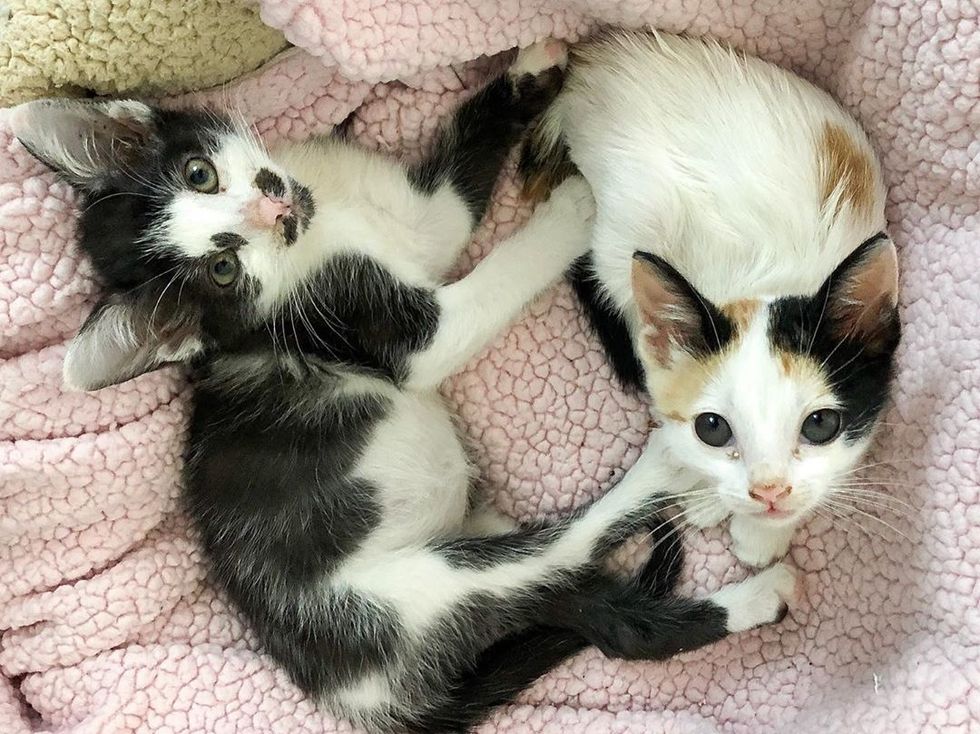 Kitten Takes Rescued Calico Under Her Wing So She Will Never Be Lonely ...