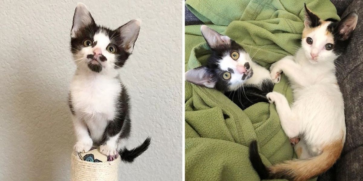 Kitten Takes Rescued Calico Under Her Wing So She Will Never Be Lonely ...