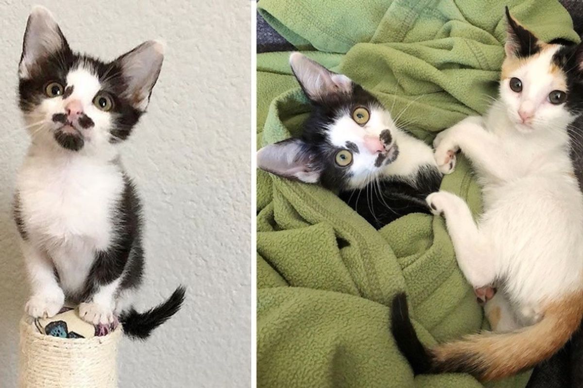 Kitten Takes Rescued Calico Under Her Wing So She Will Never Be Lonely Again
