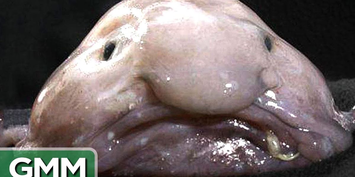 The World's 5 Ugliest Animals - The Journiest