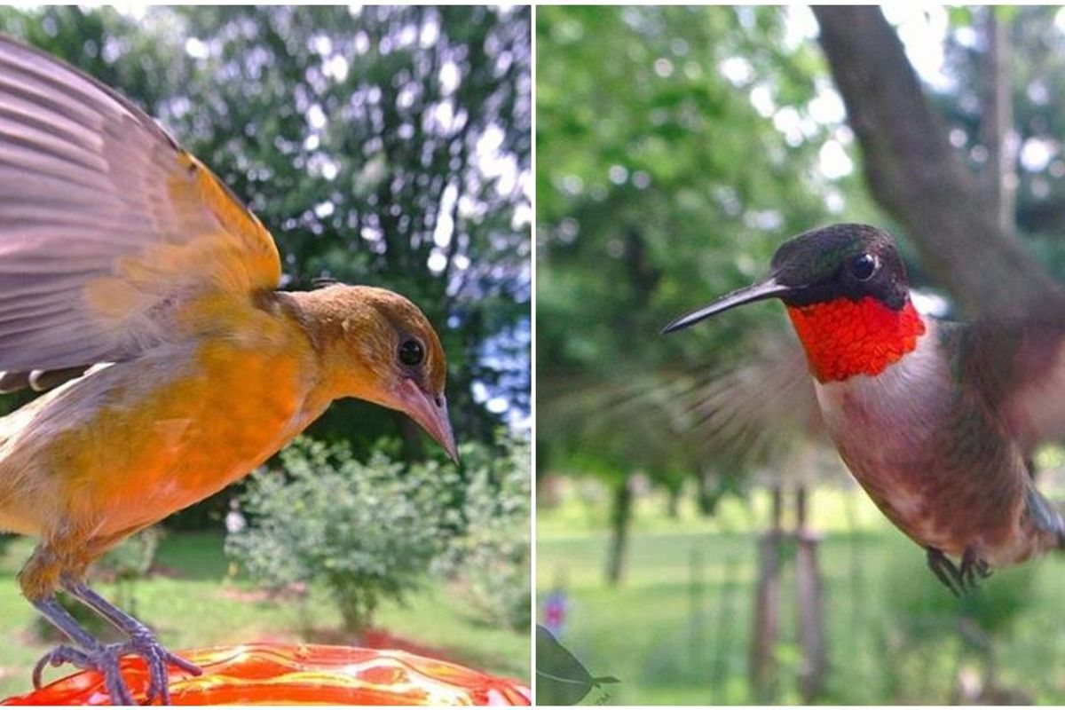 Woman sets up secret camera in a bird feeder and the images are incredible