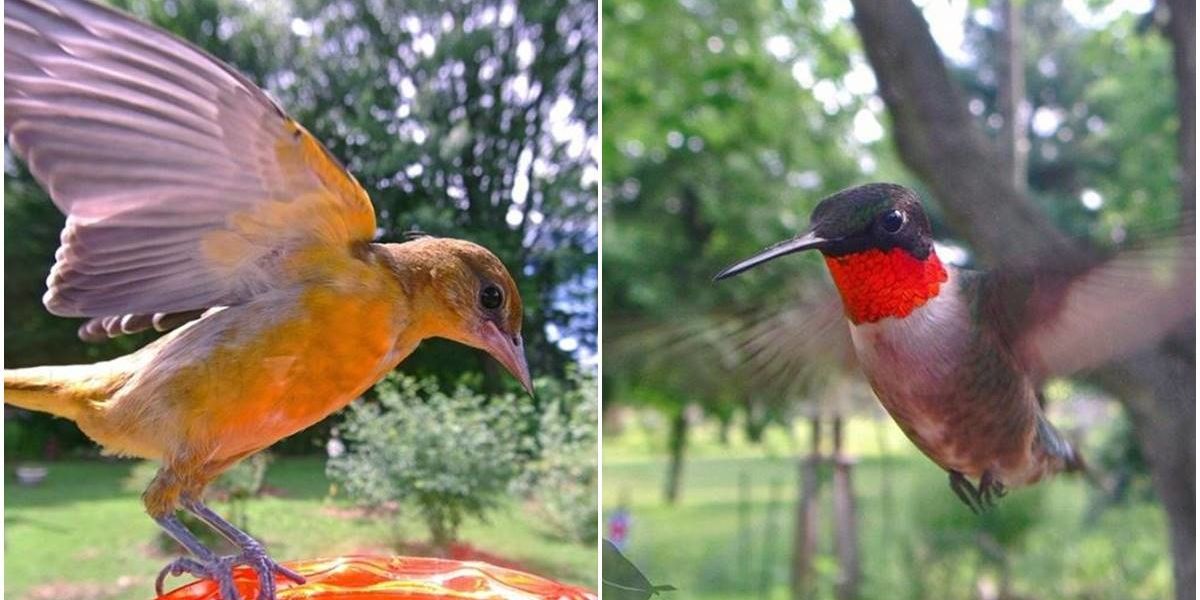 Take Glamor Shots of Hummingbirds With the New Bird Buddy Feeder
