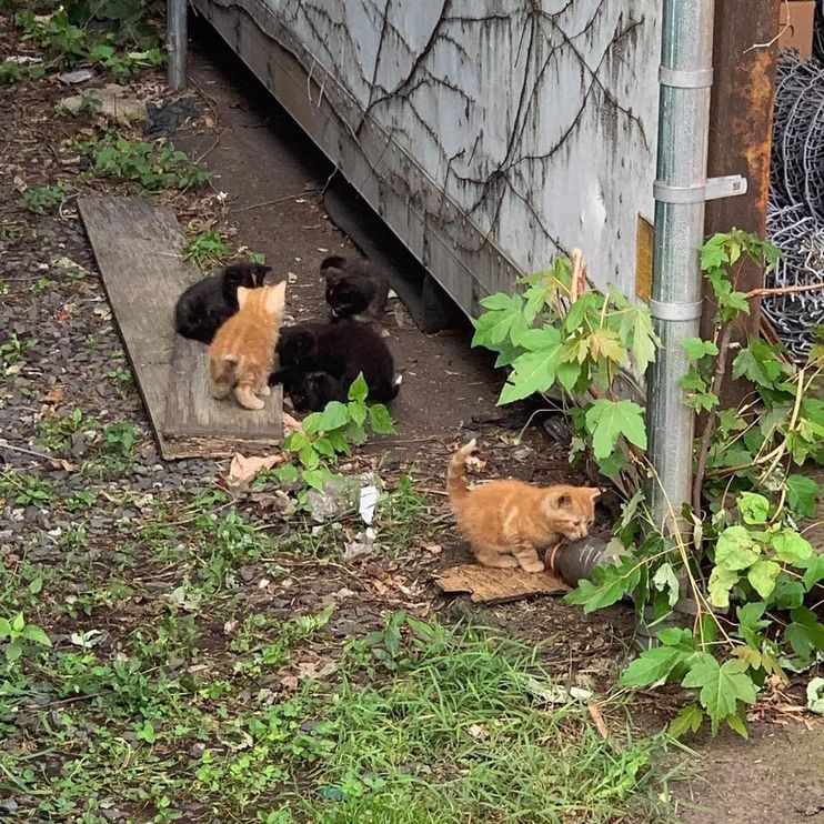 Video Game Streamer Rescues Kittens from Backyard