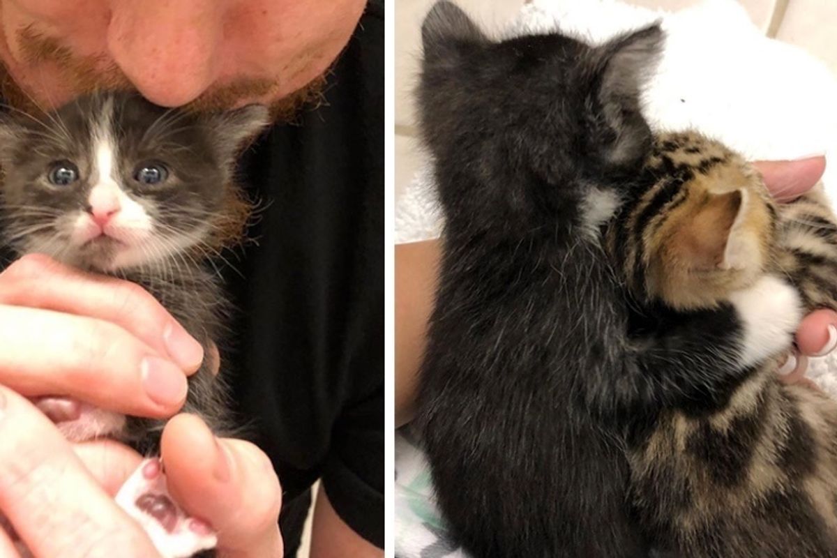 They Rescue This Kitten Who Was Found All Alone, and Find Him a Friend to Cuddle