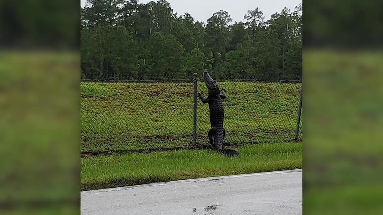 Gator caught on camera scaling a fence in Florida