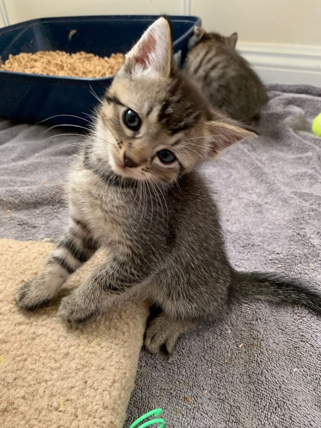 Kitten up