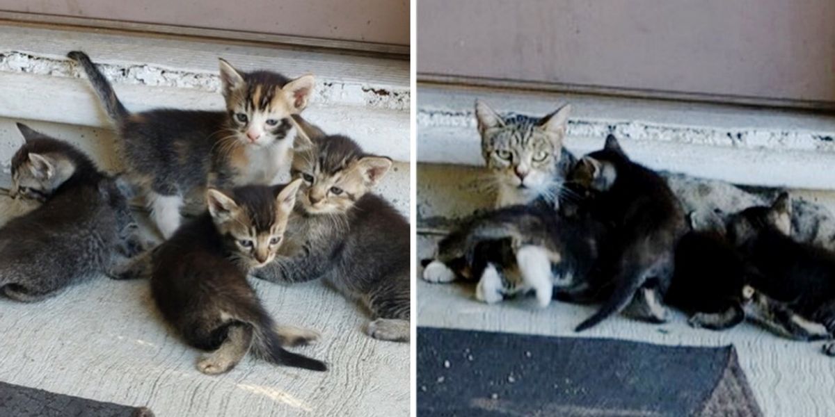 Cat Brings Her Kittens to the Home of the Person Who Helped Her Love Meow