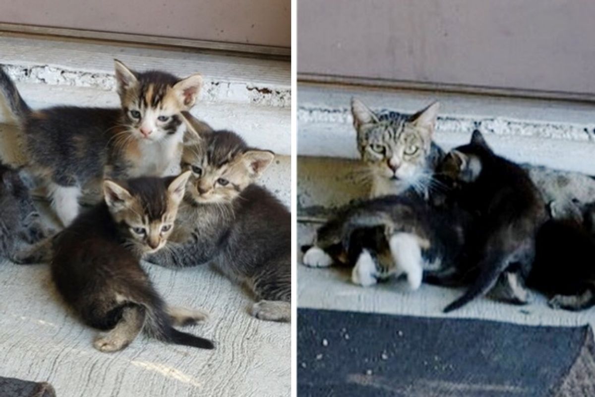 Cat Brings Her Kittens to the Home of the Person Who Helped Her