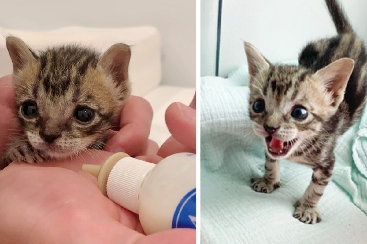 5 Kittens Rescued from Storm Drain — One of Them is Half the Size But Never Gives Up