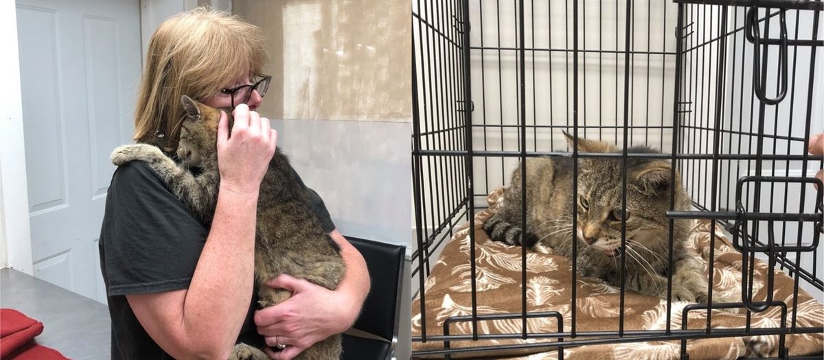 Pet Cat Who Went Missing For 11 Years Has Emotional Reunion With Owners