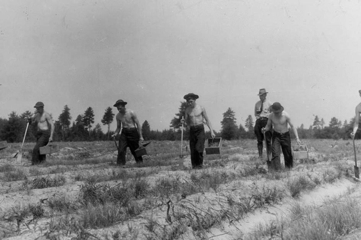 Last time America faced a man-made climate crisis we planted trees — hundreds of millions of them