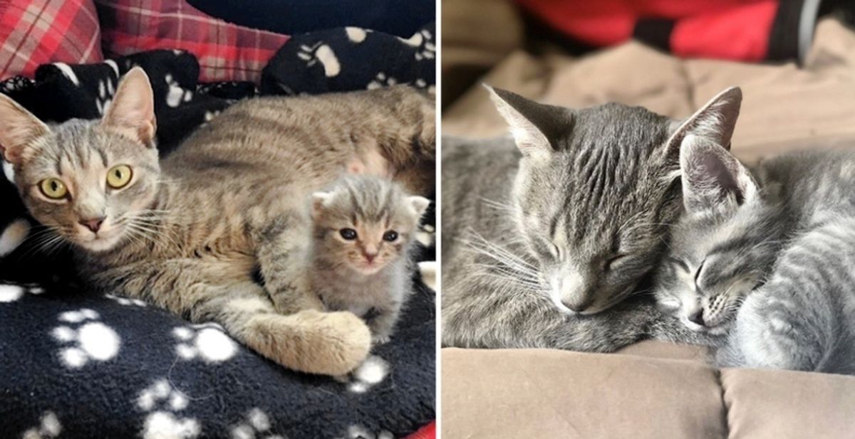 Cat Hovers Over Her Only Kitten Everywhere He Goes After She Was Rescued from the Streets