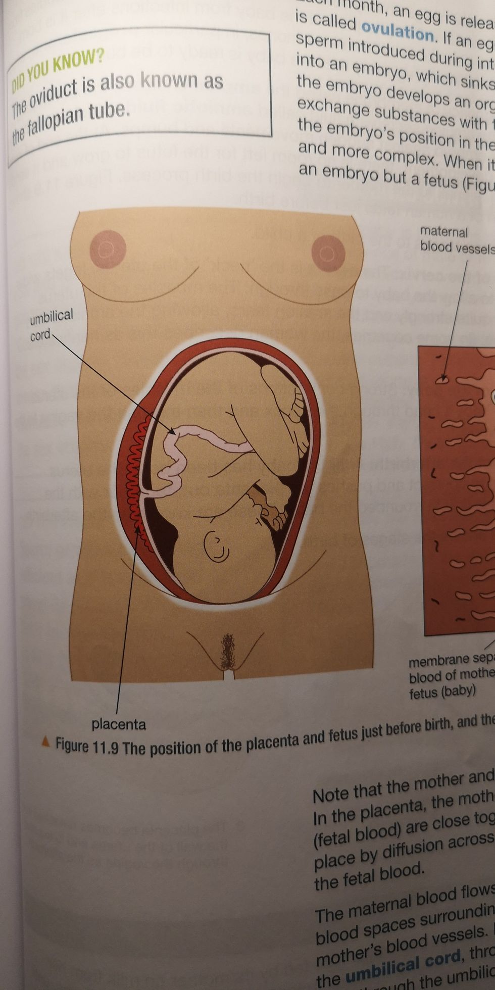 Pearson Science Textbook Show Pregnant Woman With Brazilian Wax