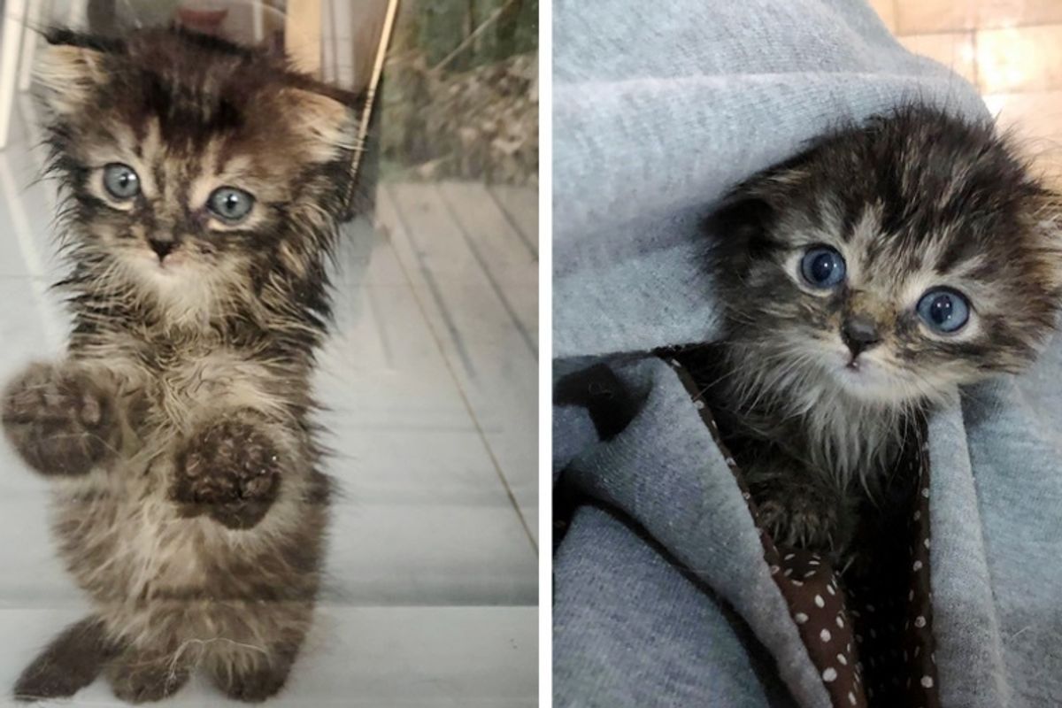 Kitten Who is Mostly Fluff, Finally Starts to Grow After She Left Street Life Behind