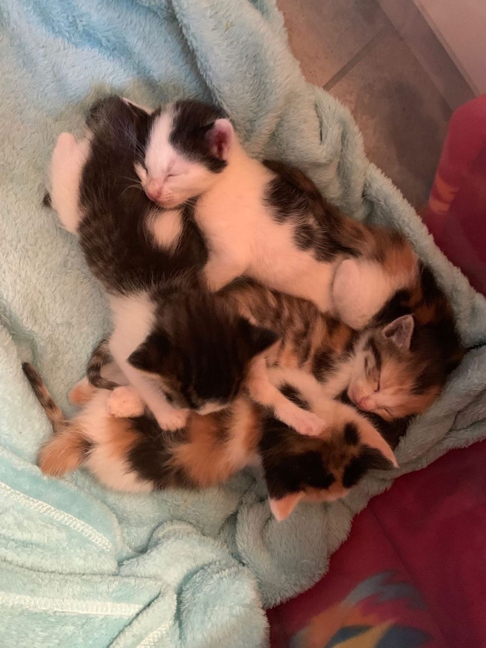 Man Hears Meowing from Parking Lot and Discovers a Box of Kittens ...