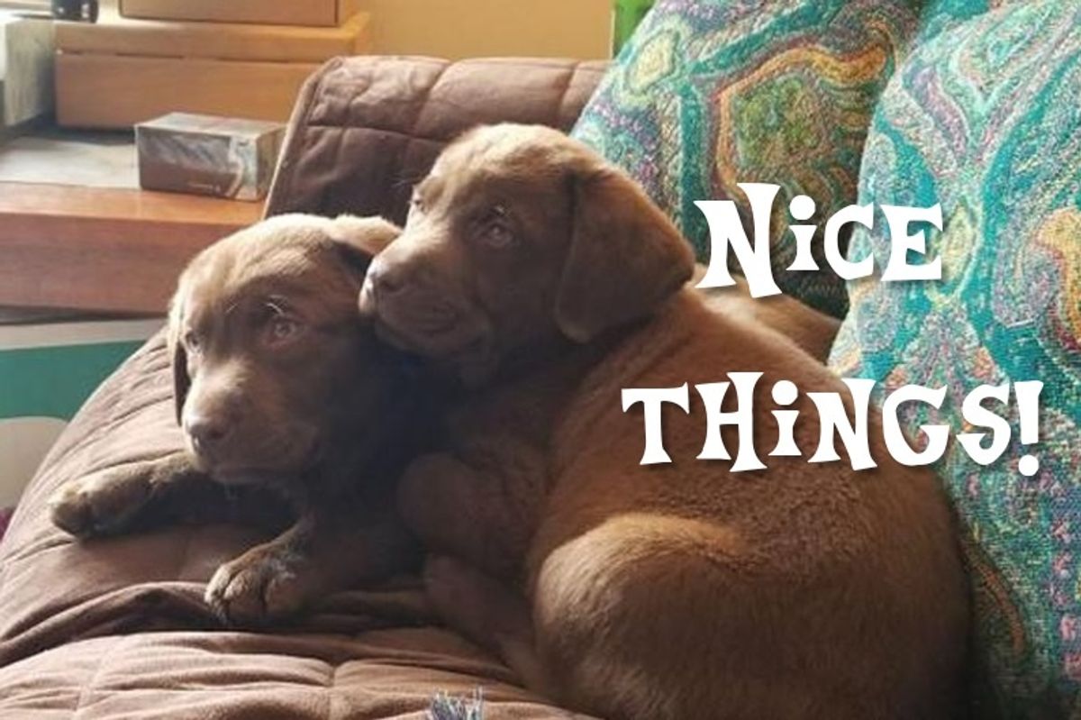A Pleasing Plethora Of Puppies And Other Nice Things