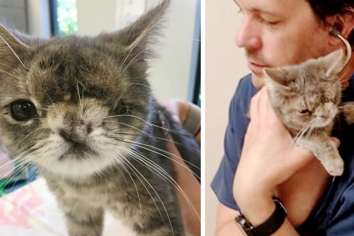 Kitten Born Very Special Gives Cuddles to Everyone She Meets