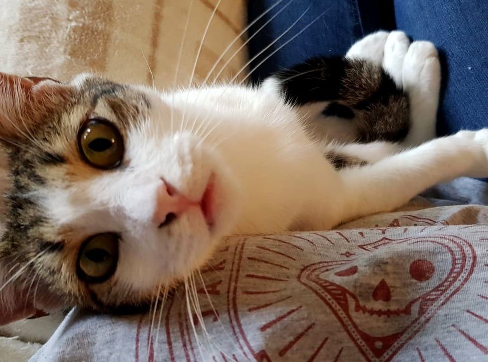 Kitten Showed Up At Hotel Then Found Someone He Loved 3 Years Later Kitten Showed Up At Hotel Then Found Someone He Loved 3 Years Later