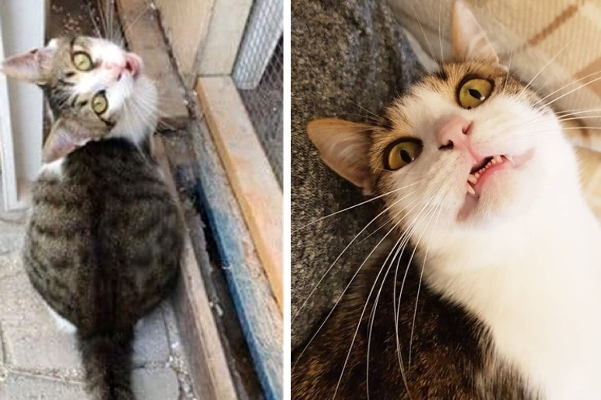 Kitten Showed Up at Hotel Then Found Someone He Loved 3 Years Later - He Didn't Want to Let Go