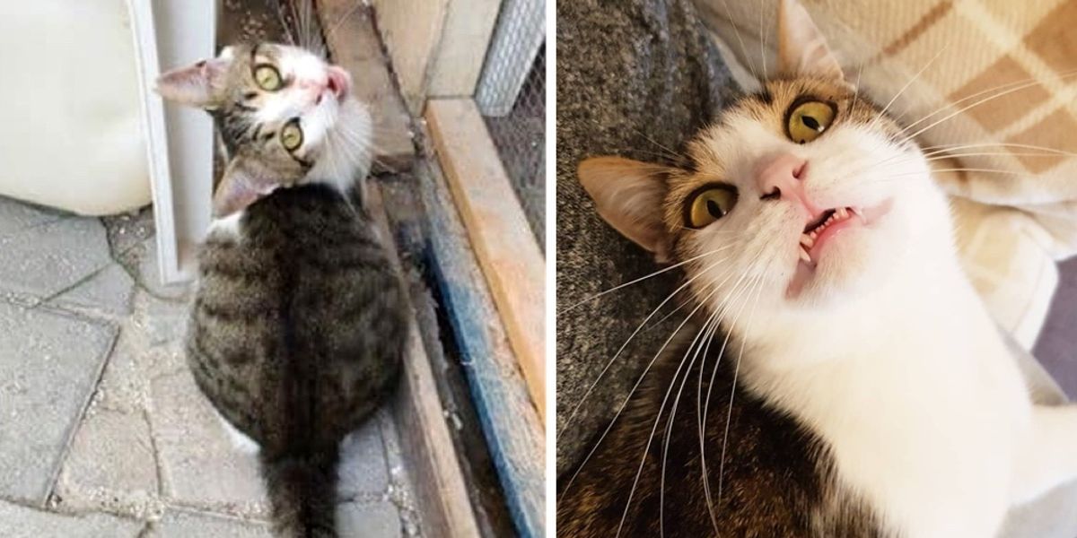 Kitten Showed Up at Hotel Then Found Someone He Loved 3 Years Later ...