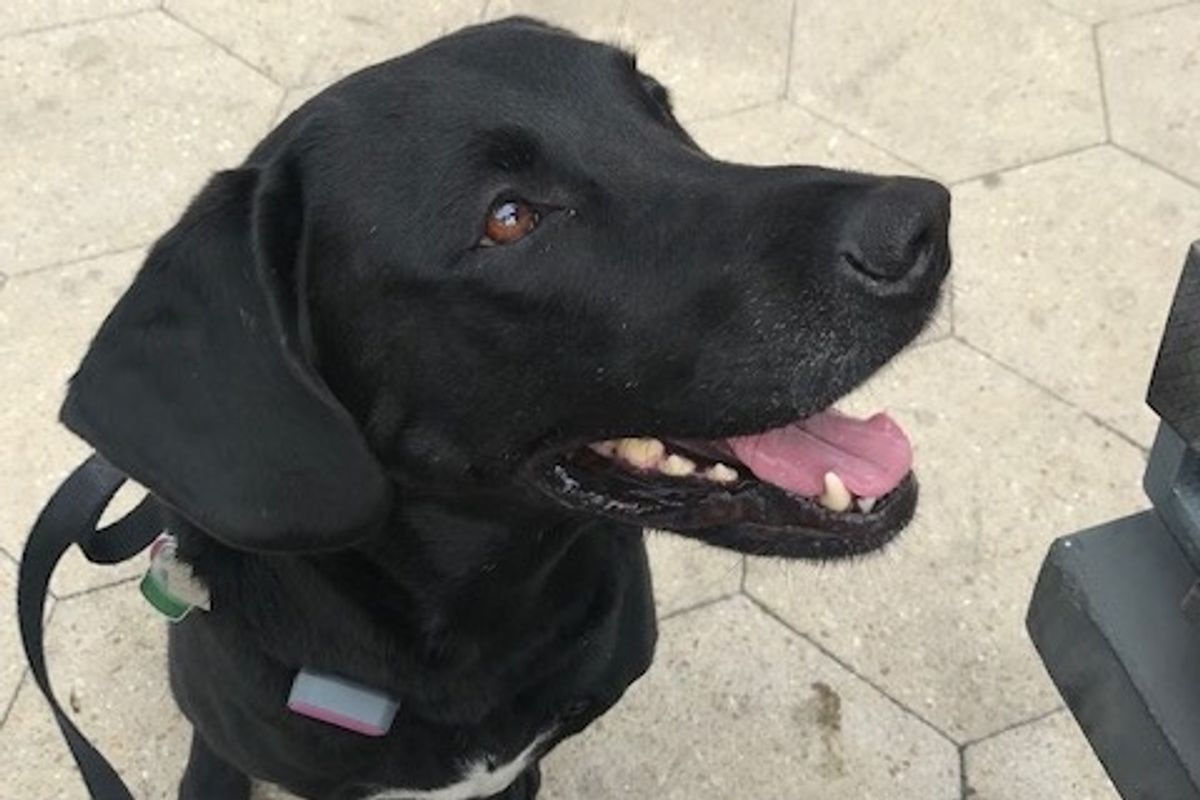 A pink square box on the collar of a smiling large black dog