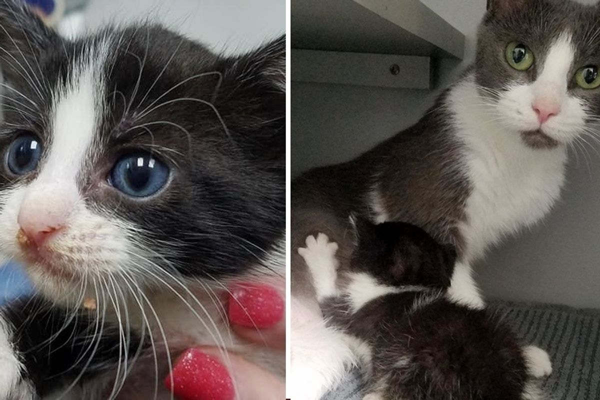 Cat Takes In a Rescued Kitten and Adopts Another Who Needed a Mom