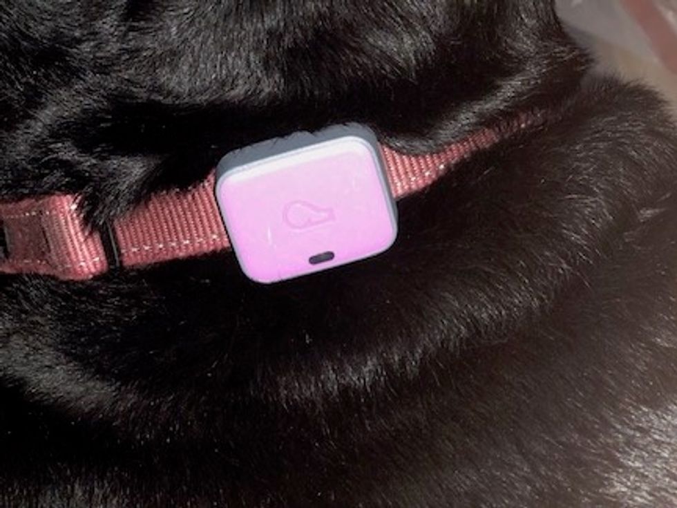 Pink Whistle rectangle device sitting on a red dog collar, on a black dog