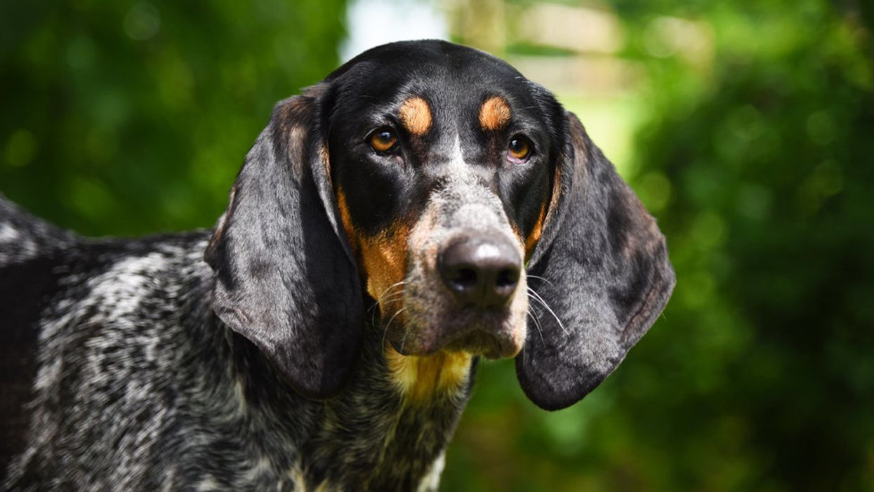 Meet the Southern pups that won the national 'All-American dogs' contest